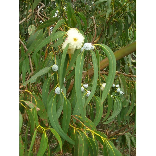 ÓLEO ESSENCIAL - EUCALIPTO AZUL (Eucalyptus globulus) 100ML ÓLEO ESSENCIAL - EUCALIPTO AZUL (Eucalyptus globulus) 100ML